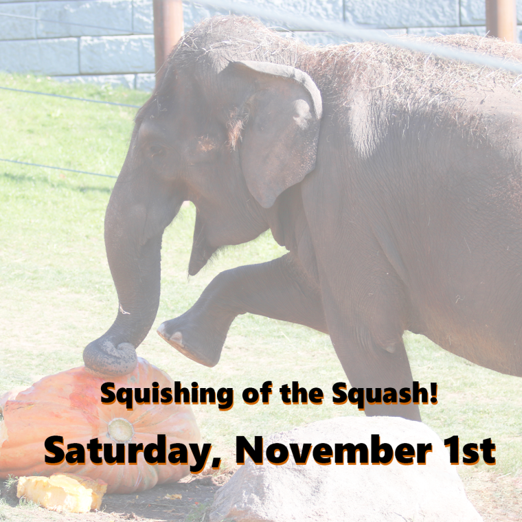 Squash