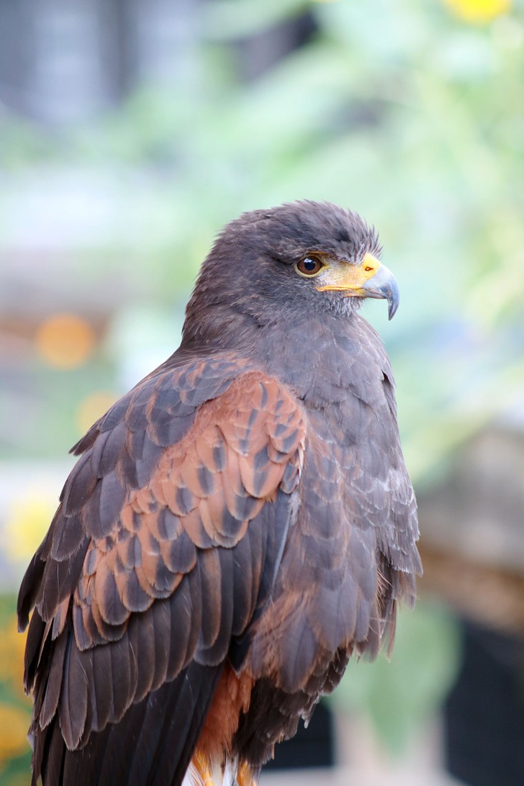 Hawk Encounter Photo