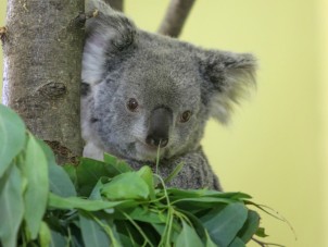 Koala Outpost