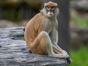 Patas Monkey Portrait by Patrick Lockley - August 2021 Third Place
