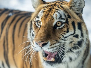 Expressive Tiger by Patrick Lockley - January 2022 Fur Winner