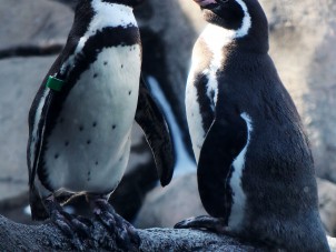 Penguin Kisses by Abbey Kilpatrick - February 2022 Winner