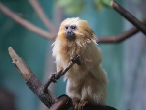 Portrait of Picante, Golden Lion Tamarin by Christopher Atherton - March 2021 Third Place