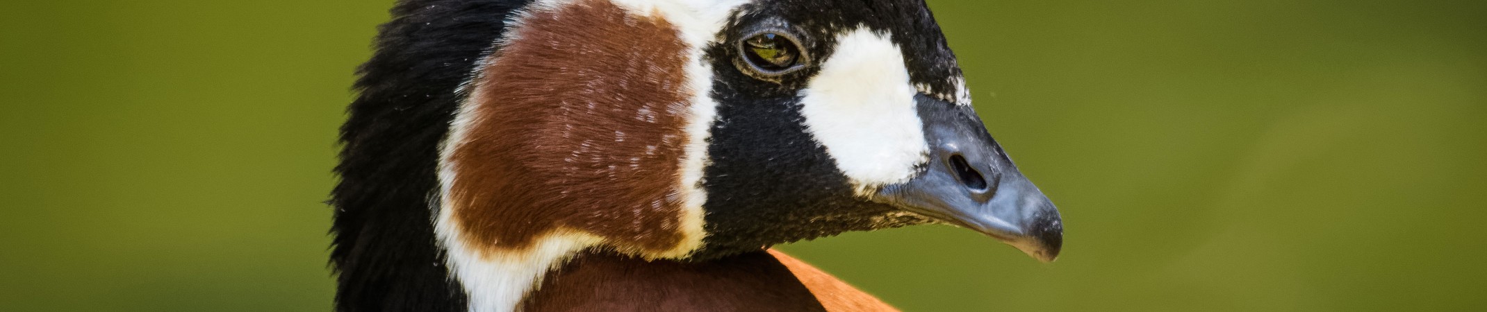 Red-Breasted Goose