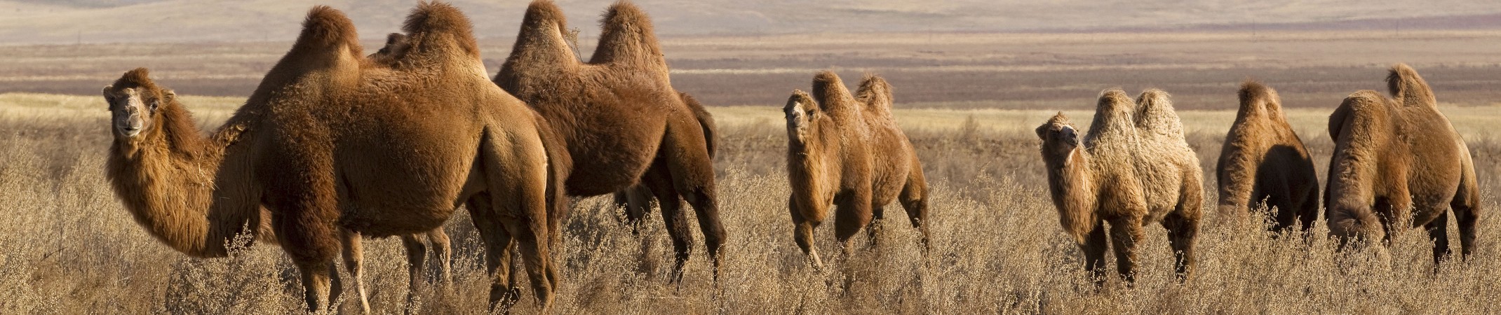 Bactrian Camels In The Gobi Desert