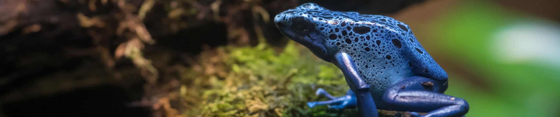 blue poison frog