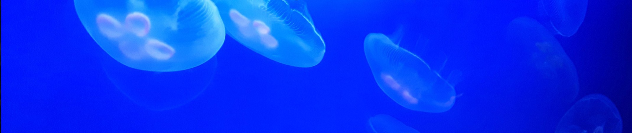 are moon jellyfish dangerous to dogs