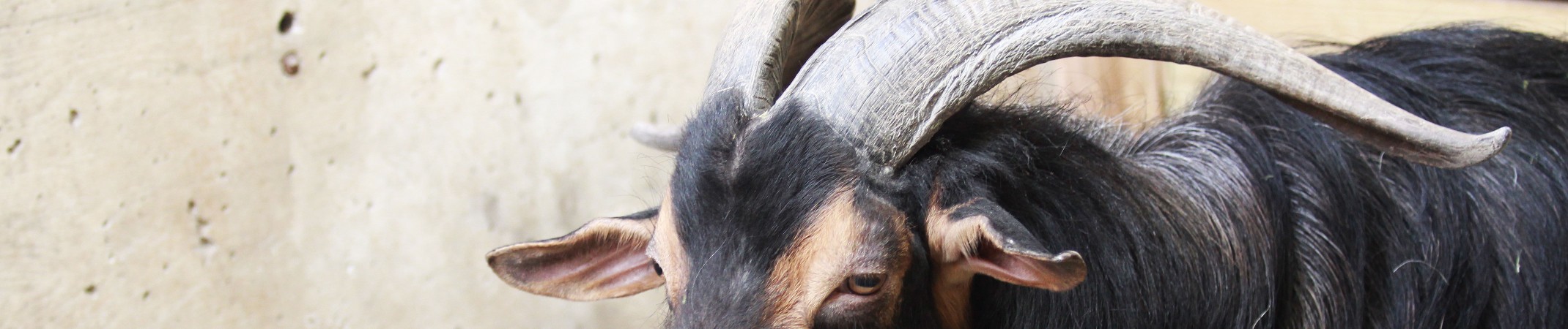 San Clemente Island Goat