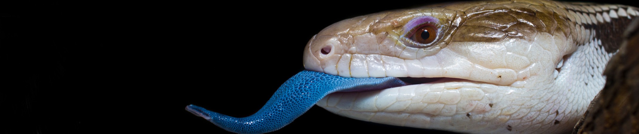 northern blue tongue skink