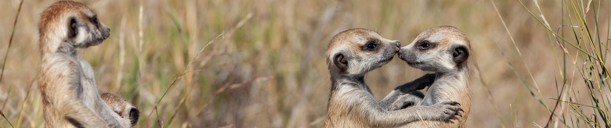 meerkats habitat