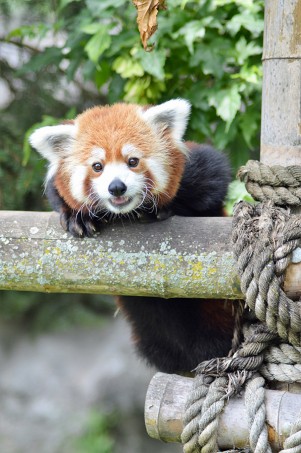 Red Panda Crystal Jacob Syracuse Zoo Pic of the Month Winner April 2020