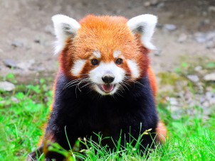 Red Panda by Jennifer Peiffer - June 2021 Third Place