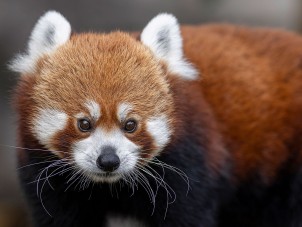 Red Panda Portrait by Patrick Lockley - September 2021 Second Place