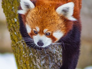 Red Panda by Tyler Binns - February 2021 Third Place