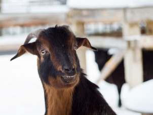 San Clemente Island Goat Hamilton by Karl VonPäckal January 2021 Honorable Mention