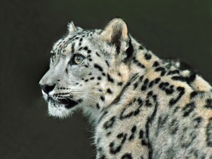 Snow Leopard Portrait by Jennifer Peiffer - September 2021 Winner