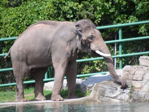 Asian Elephant Extravaganza 2021