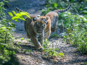 Amur Tiger Cubs