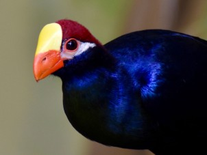 Violet Turaco by Judy Keller - July 2021 Second Place