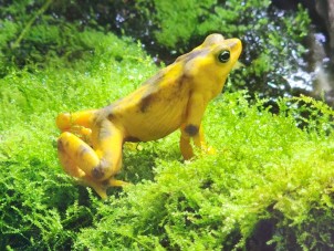 Frightening Panamanian Golden Frog by Ashlie Carrier - October 2022 Third Place