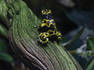 Yellow-Banded Poison Dart Frog by Erica Holcomb - May 2022 Second Place