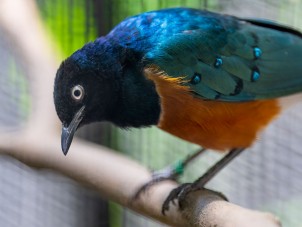 Superb Starling by Patrick Lockley - June 2022 Honorable Mention