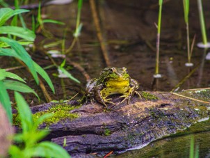 Frog in a Pond by Ashlie Carrier - May 2022 Winner
