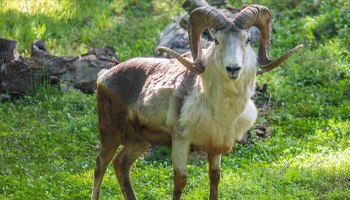 Argali Icon