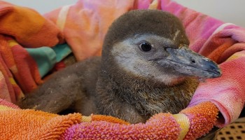 Syracuse Zoo RGZ 2021 Humboldt Penguin Chick Naming Feature Image