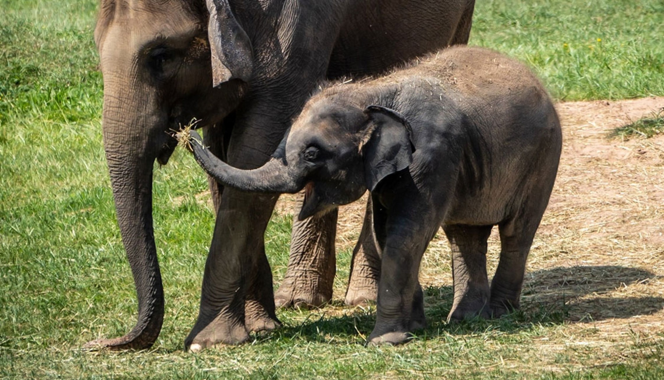 Rosamond Gifford Zoo Hours