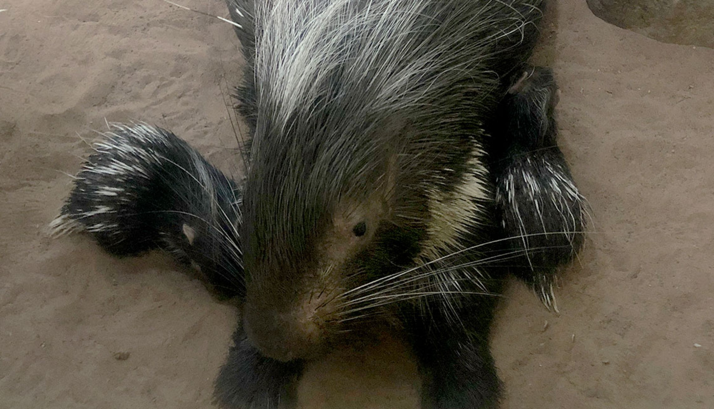 baby porcupine