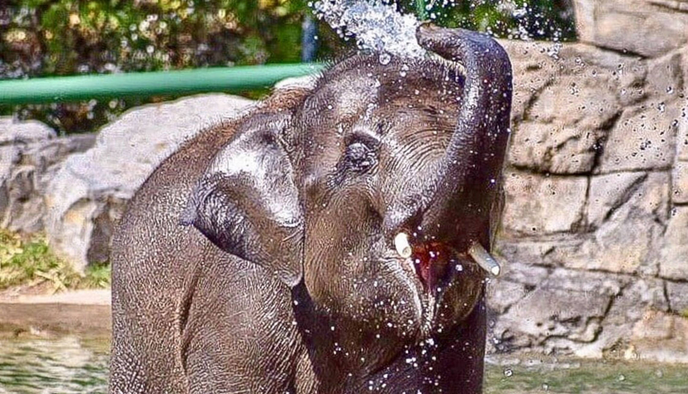 Rosamond Gifford Zoo Elephants