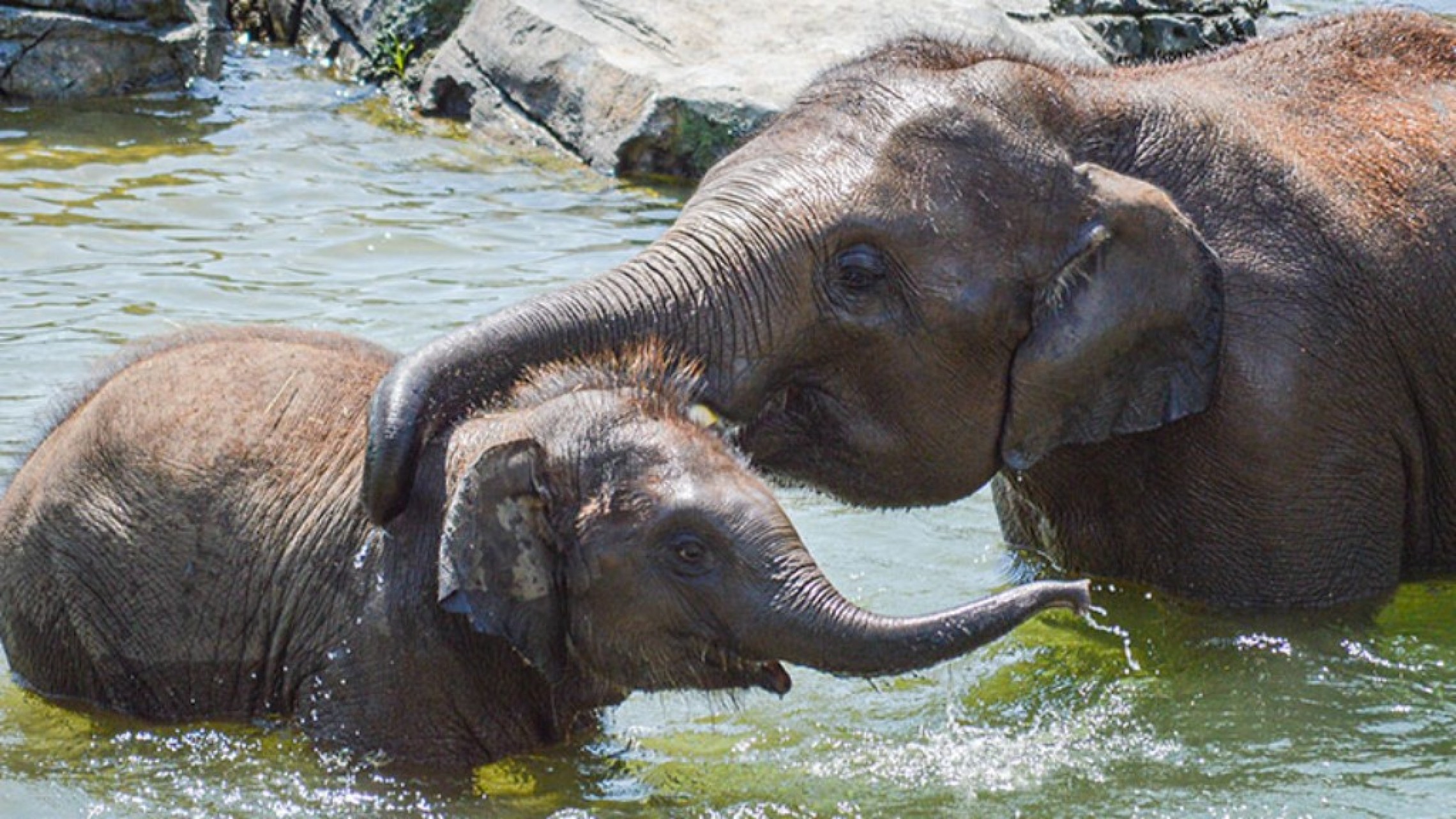 How We Care for our Older Asian Elephants - The Houston Zoo