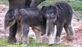 Syracuse Zoo RGZ FOTZ Elephant Twins Featured