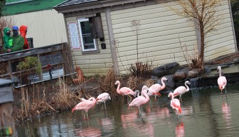 Syracuse Zoo RGZ Flamingo Flock Feature Image