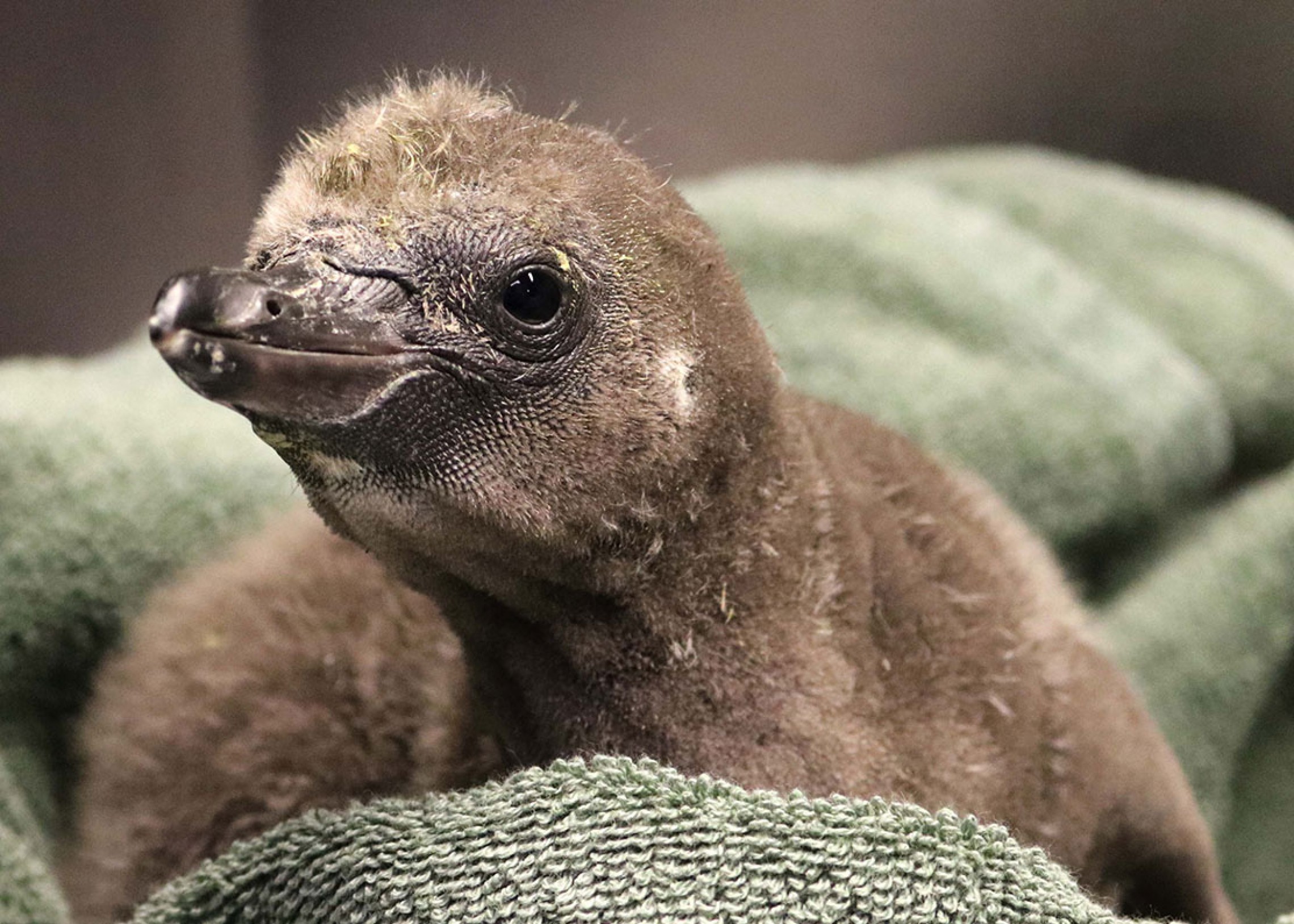 Penguin Chick Hatched by Same-Sex Pair at Rosamond Gifford Zoo