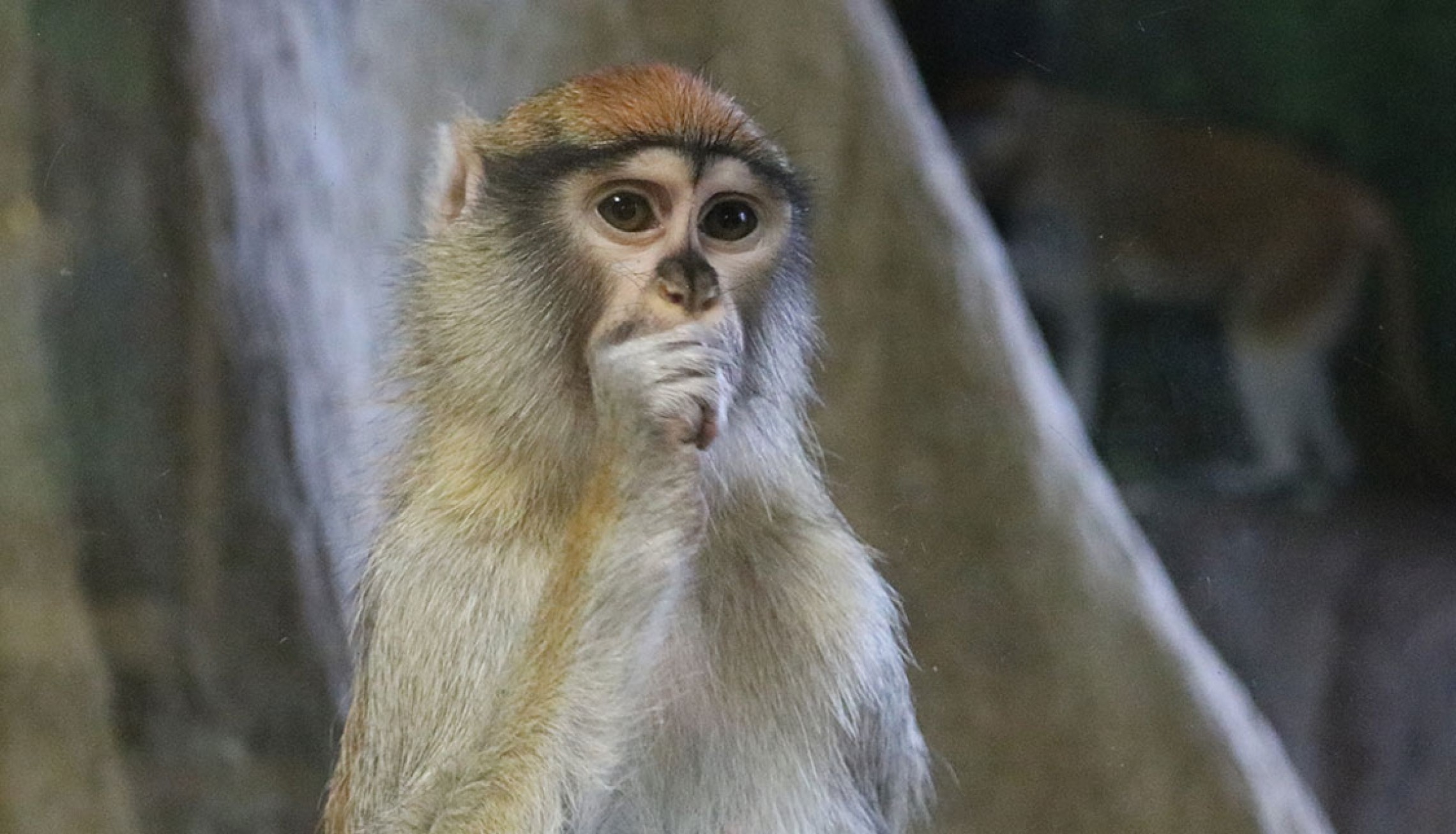 Rosamond Ford Zoos Hand Reared Baby Joins Fellow Patas Monkeys
