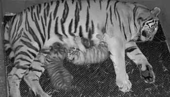 Zeya and Cubs Zoo News Banner