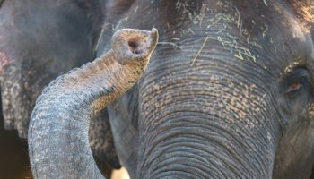elephant photo for article