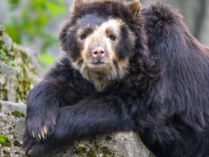 Andean Bear Kahless Brent Farrell Syracuse Zoo RGZ POTM October 2019 Honorable Mention
