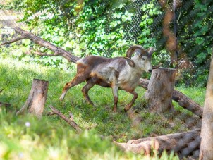 Cloned Argali Finds New Home