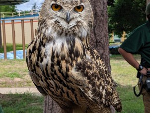 Eagon Eurasian Eagle Owl Ashley Gouger Syracuse Zoo RGZ POTM April 2020 Honorable Mention2