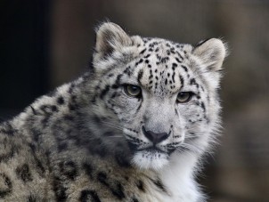 Marcy Snow Leopard Phil Galuppi December 2020 Winner