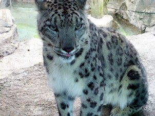 Ozzy Snow Leopard Ted Krenrich June 2020 Winner