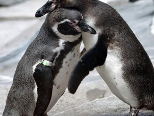 Penguin Hug Rachel Keba May 2020 JC