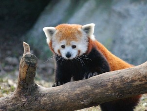 Red Panda Karyn Knaul Syracuse Zoo RGZ POTM December 2019 Winner