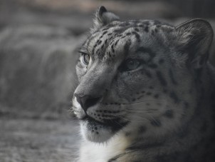 Snow Leopard Erika Pisik Syracuse Zoo RGZ POTM December 2019 HM