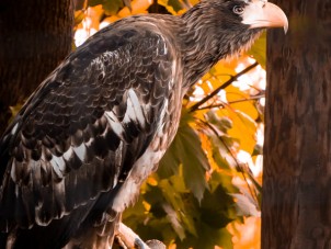 Stellers Sea Eagle Nick Panagakis Syracuse Zoo RGZ POTM Oct 2019 Winner