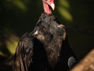 Vic Turkey Vulture Nick Panagakis September 2020 Winner